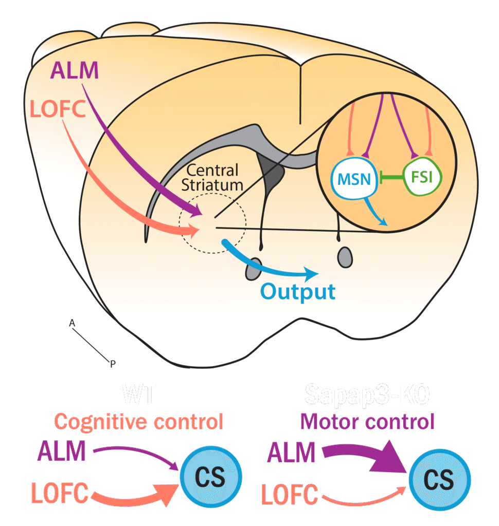 ALM-CSSchematic-4darkbg-01