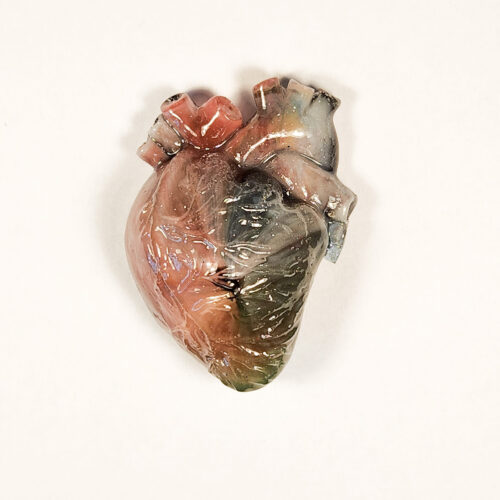 3D anatomical heart with a glossy sheen. Heart is a pale translucent red and dark blue over a white inside blooming core.