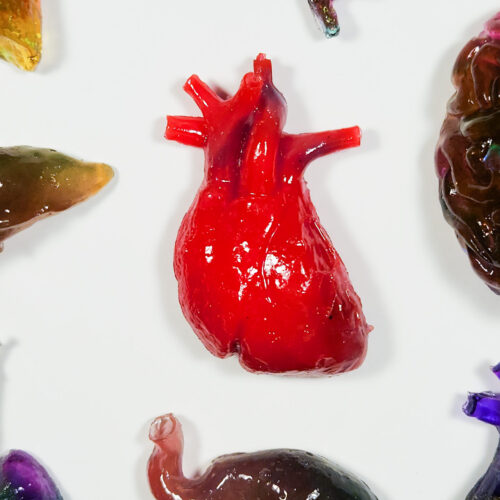 Bright red 3D anatomical heart on a white background with other organ magnets surrounding the edges.