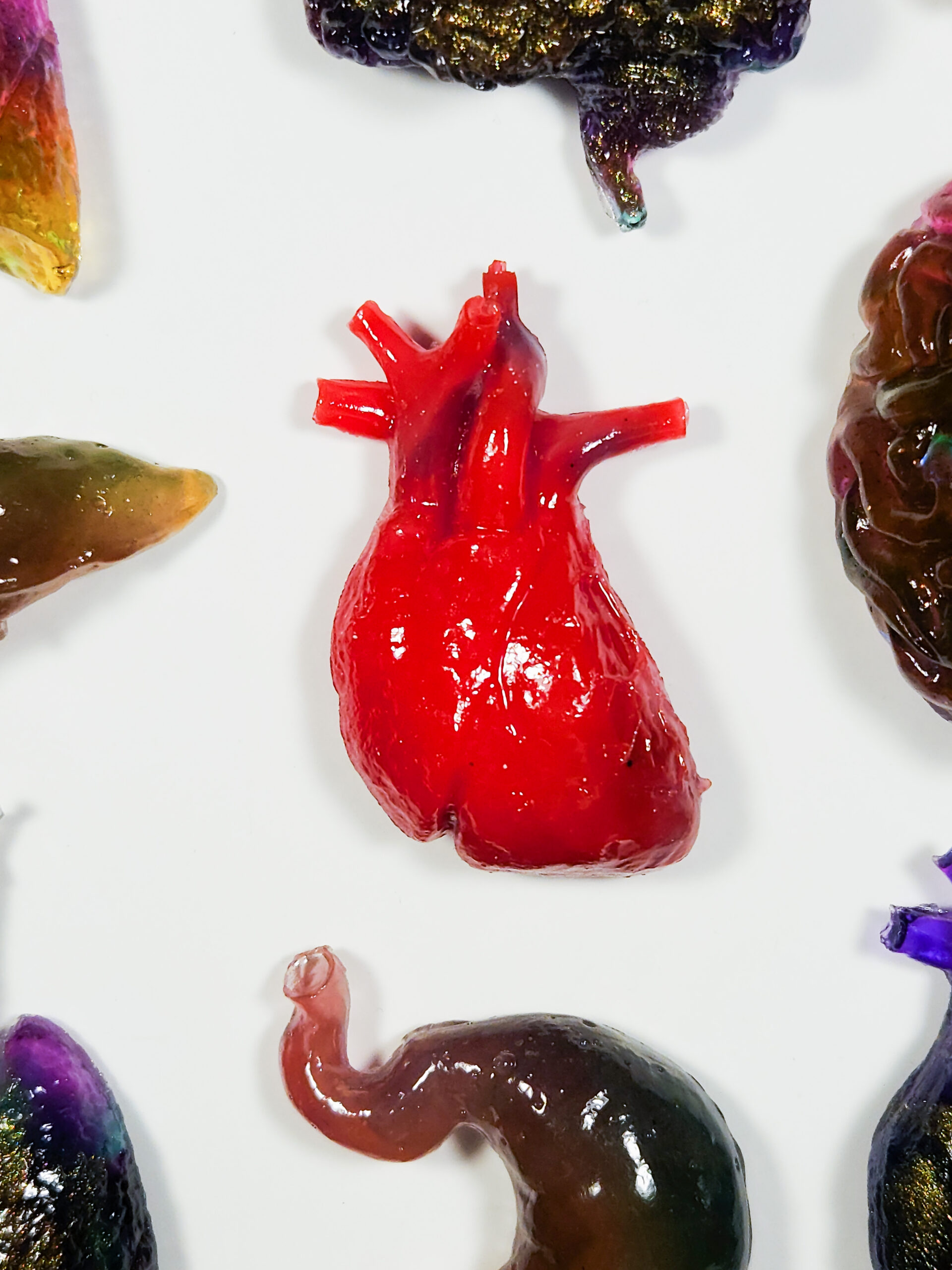 Bright red 3D anatomical heart on a white background with other organ magnets surrounding the edges.