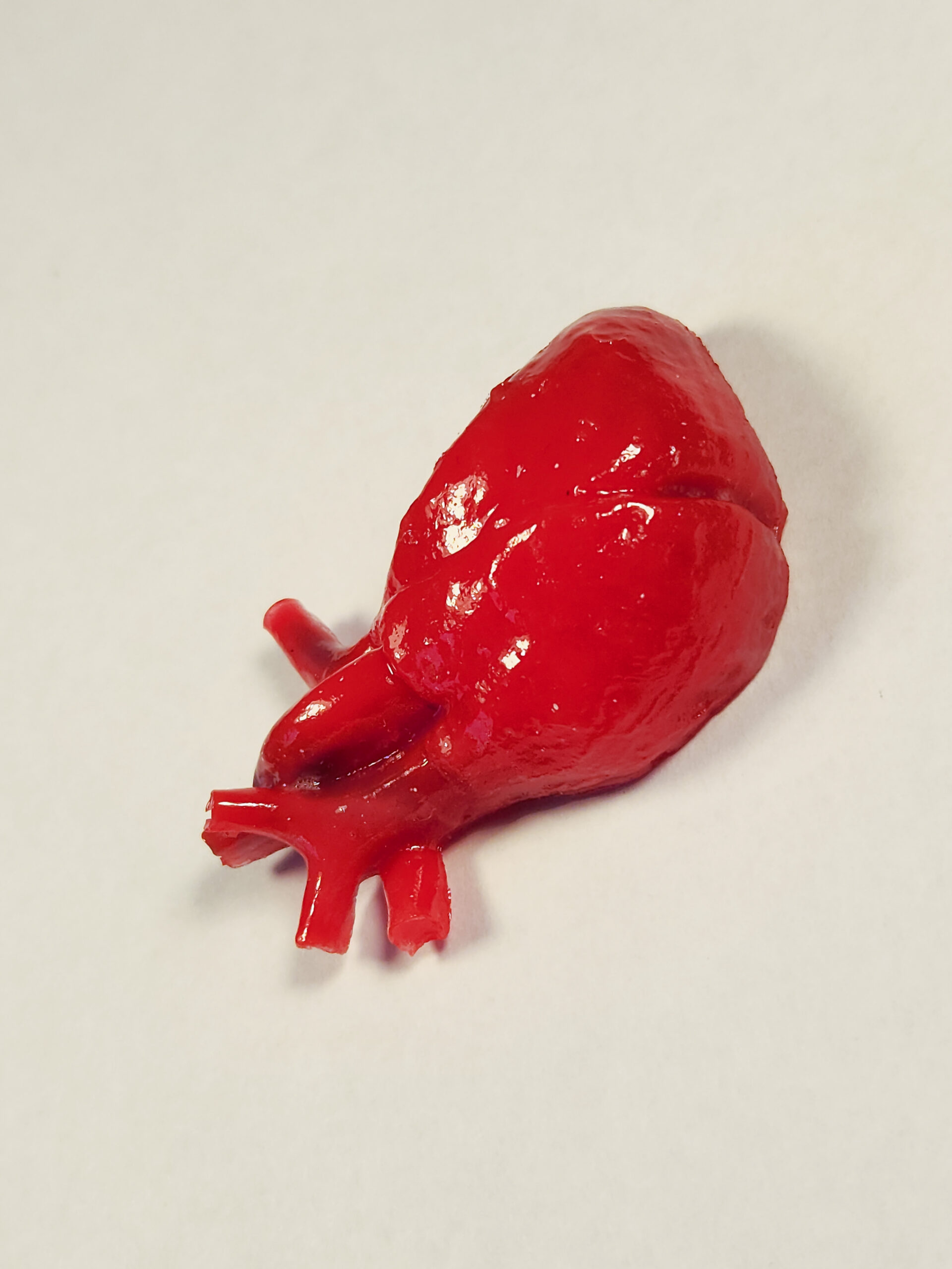 Bright red 3D anatomical heart photographed from the side.