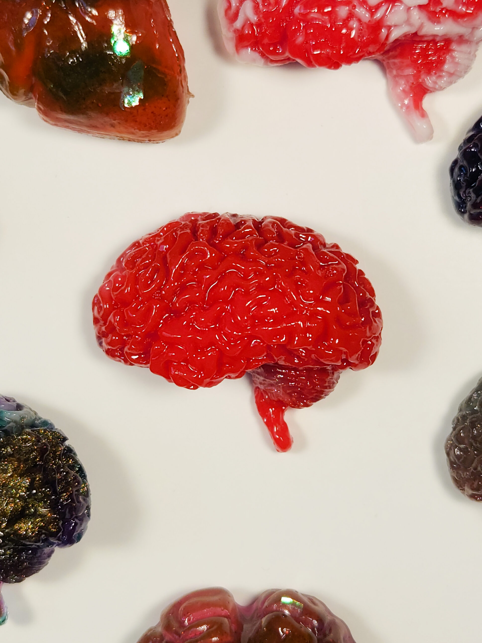 Glossy red human brain shape magnet on a white background, surrounded by edges of other organ magnets.