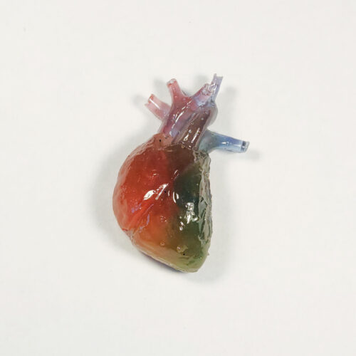 3D anatomical heart in a glossy translucent rainbow color gradient