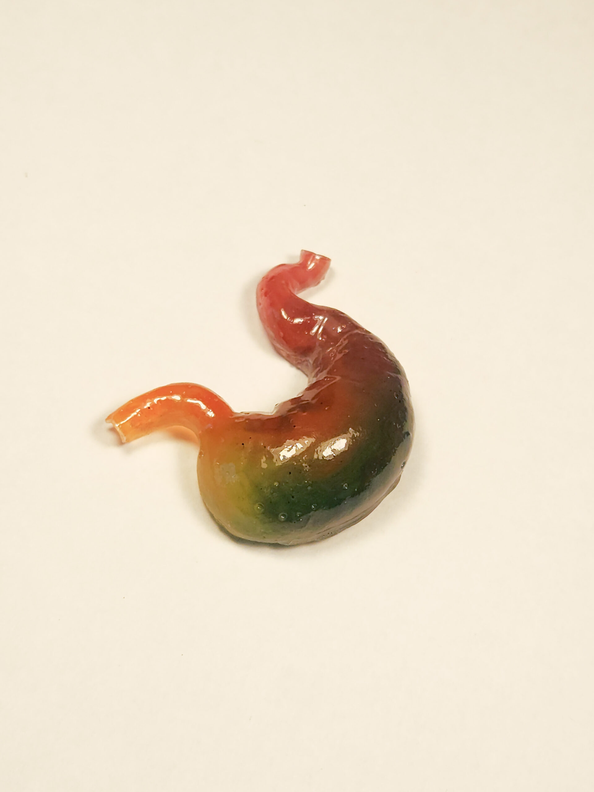 3D rainbow-colored stomach shown from the side, revealing a deep turquoise hue on the lateral side.