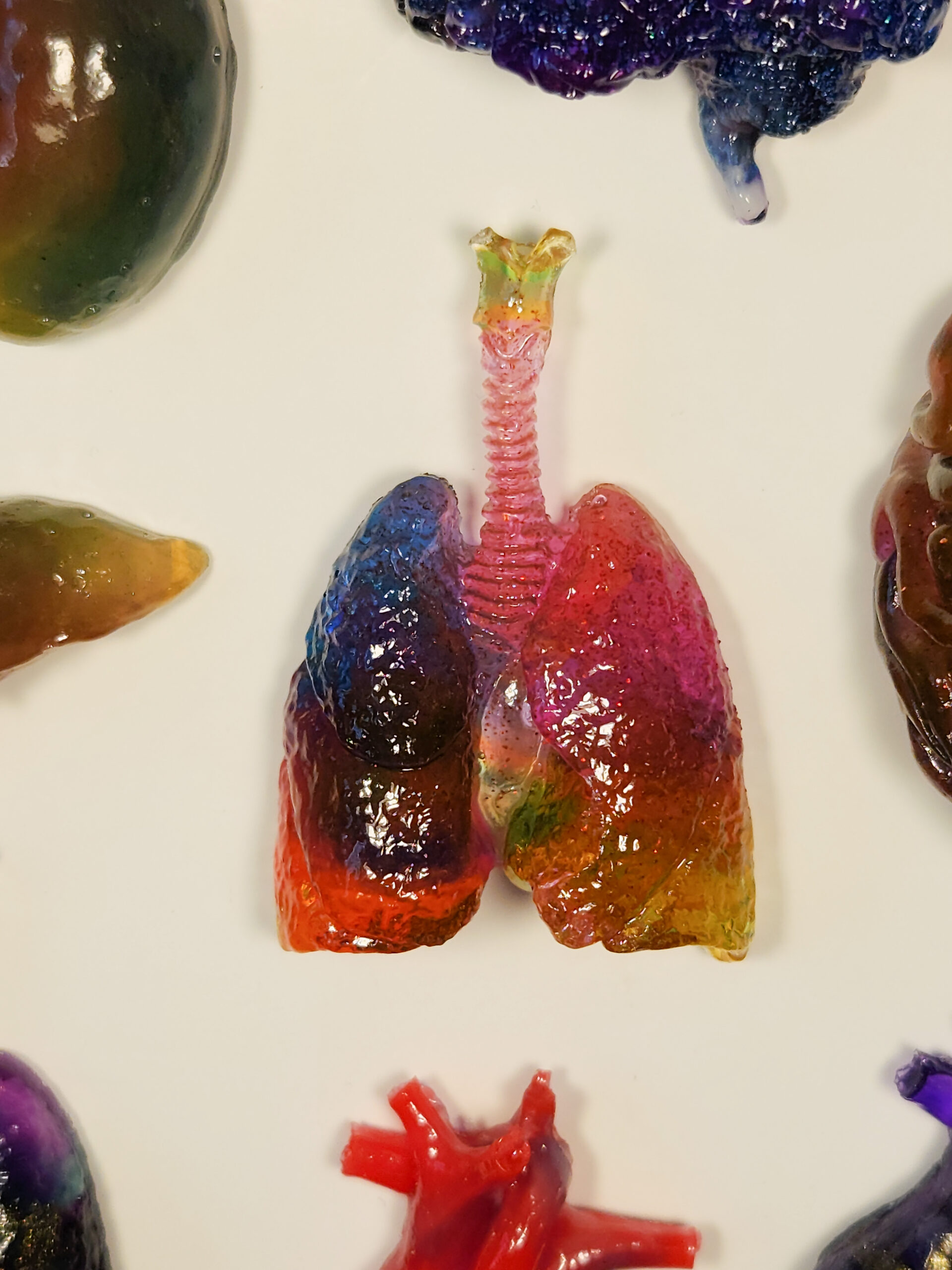 3D human lungs in pink, yellow, and blue, on a white background, surrounded by the edges of other organ magnets.