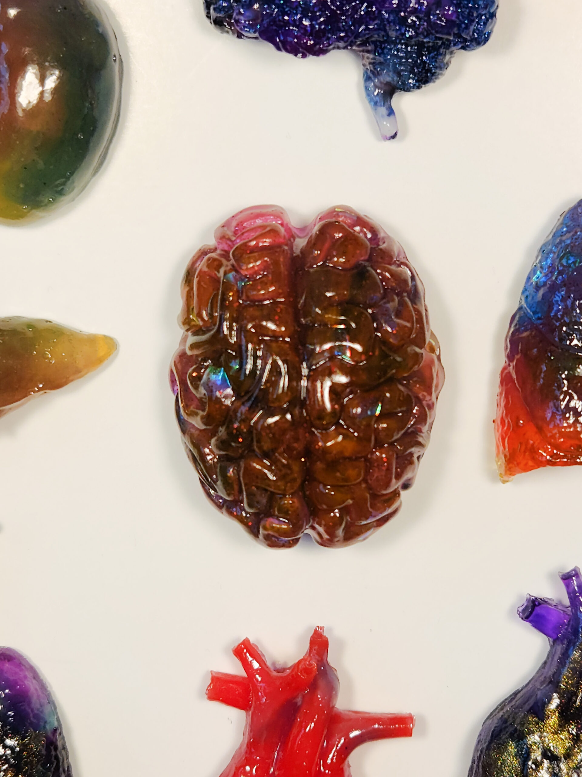 Glossy 3D pink brain magnet on a white background with edges of other organ magnets surrounding the edges.