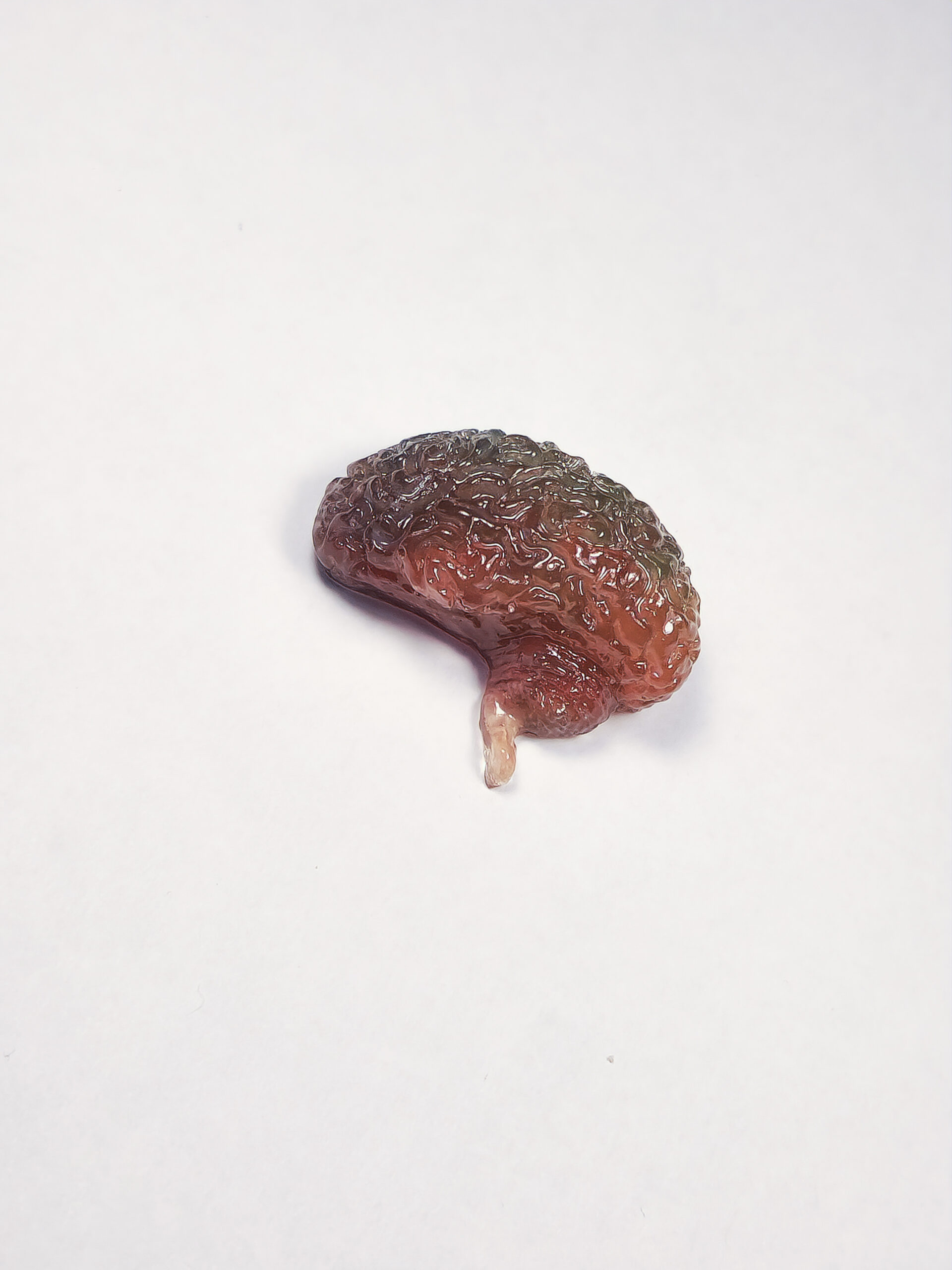 3D resin brain shape in a gradient of greenish blue at the top into in orangey red towards the brainstem