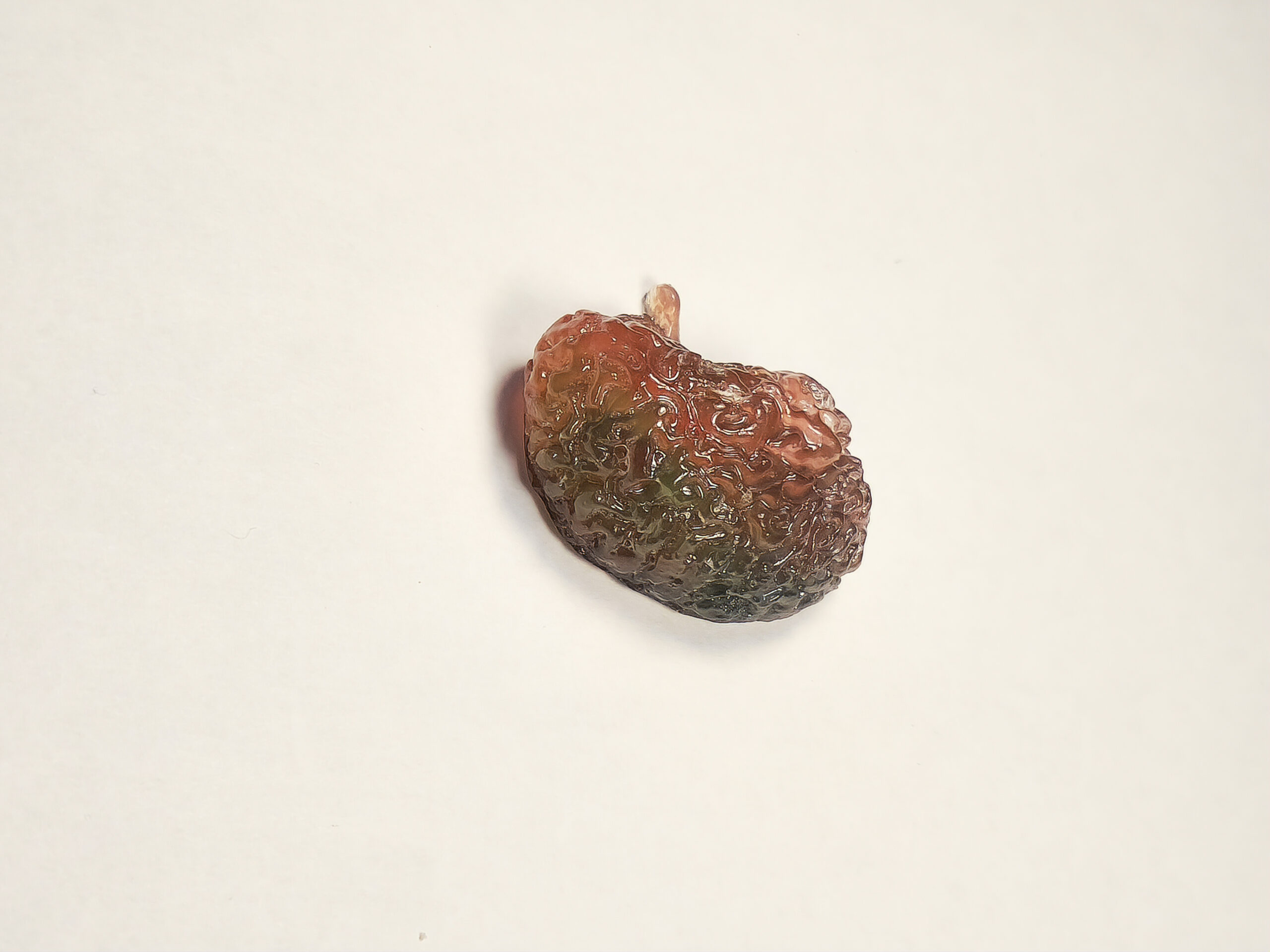 3D resin brain shape shown from the top, with dorsal side in greenish blue and the both in orangey red.