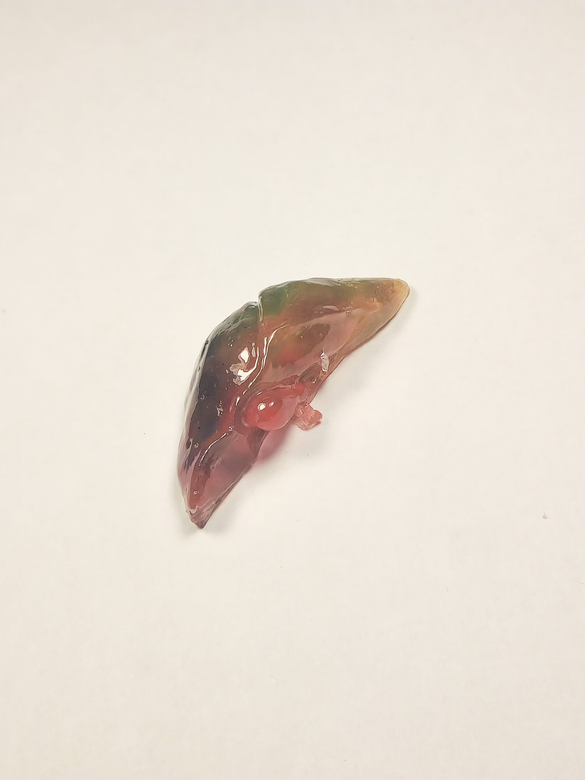 3D glossy resin liver shown from the ventral side, which is colored orangeish red and yellow