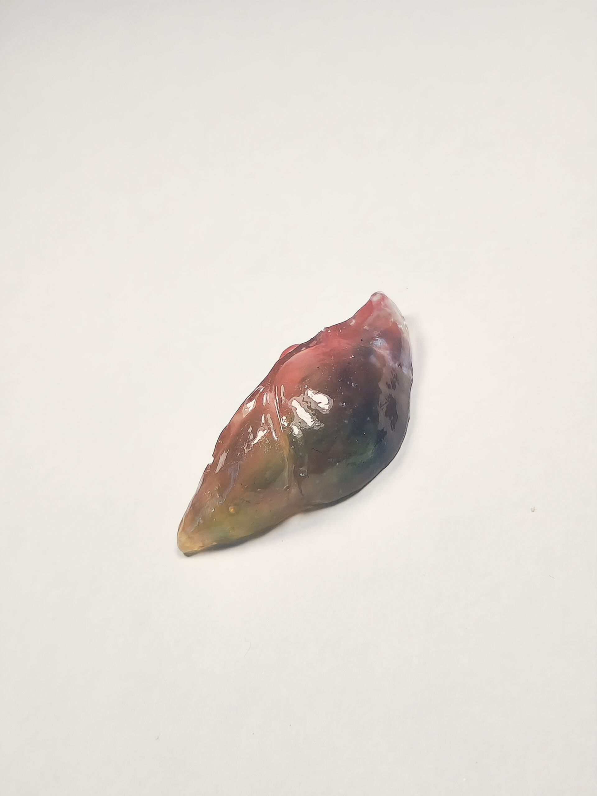 3D glossy resin liver shown from the dorsal side, which is color blueish green and yellow