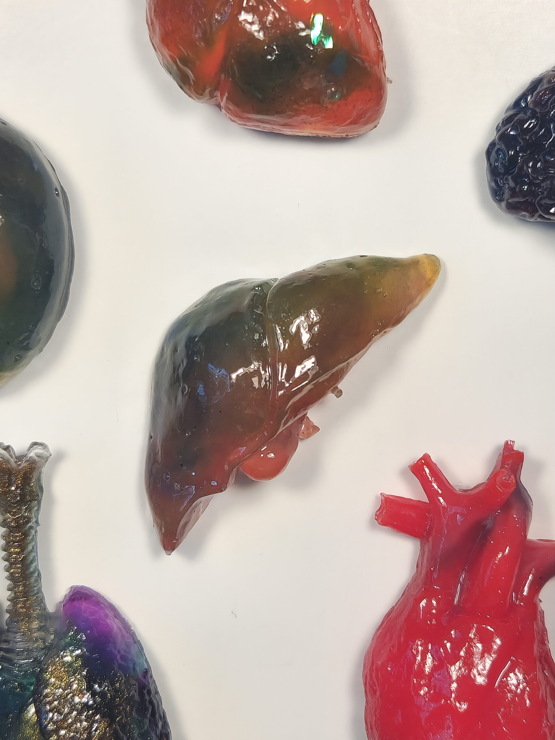 3D resin liver with a glossy translucent rainbow color, surrounded by the edges of other organ magnets