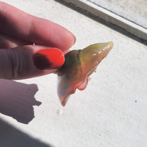 3D resin liver with a glossy sheen held out in the sun. Liver is translucent rainbow colored.