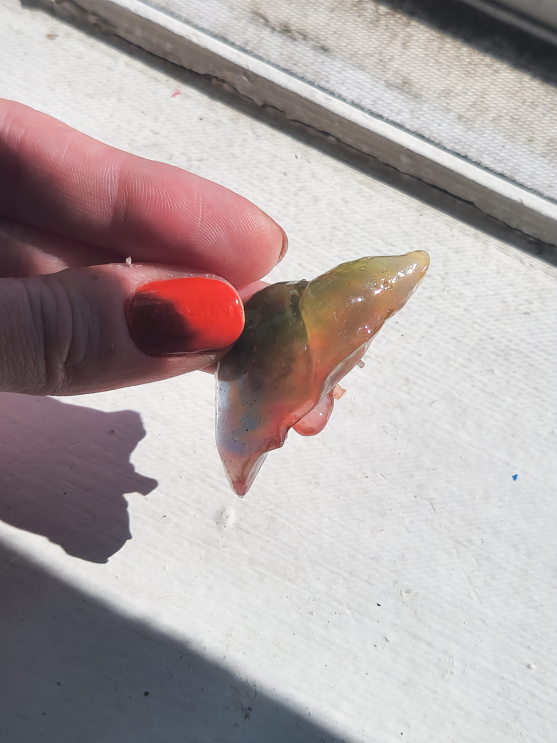 3D resin liver with a glossy sheen held out in the sun. Liver is translucent rainbow colored.