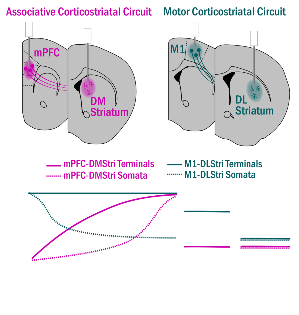 Corbit2017PreviewAbstract At the top, illustrated mouse brain slices showing medial prefrontal cortex projections to dorsomedial striatum or motor cortex projections to dorsolateral striatum. On the bottom, a graph shows how, during motor task learning, activity is more disparate between the circuits, but becomes more similar as a mouse learns the task.