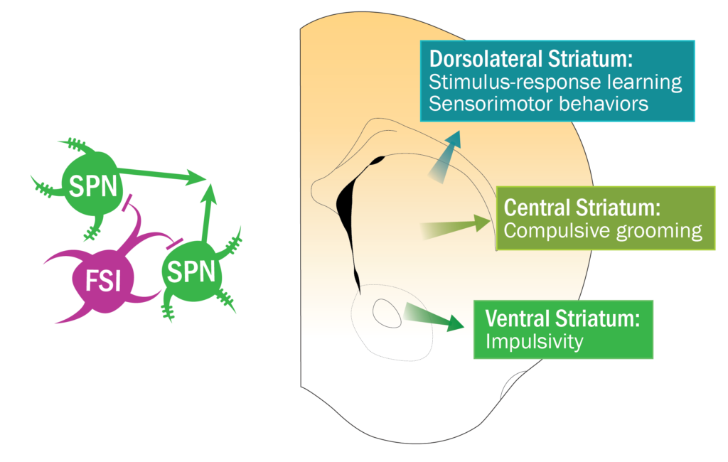Corbit2019CommAbstract On the left, schematized neurons showing 2 striatal spiny projection neurons with arrows pointing out and the text "Striatal activity affects behavior", and a single FSI that says "Fast-spiking interneurons quiet down striatal activity". On the right, an illustrated half-coronal slice from mouse brain, with callout boxes for Dorsolateral Striatum, Central Striatum, and Ventral Striatum.