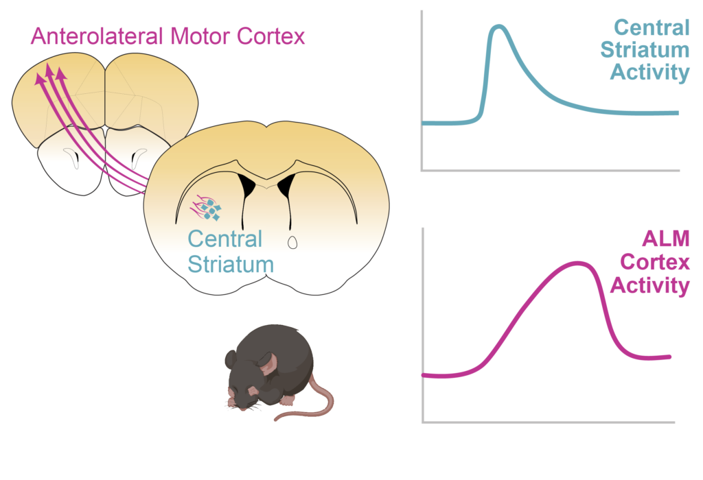 Corbit2025Abstract schematic showing mouse brains slides with anterolateral motor cortex projecting to central striatum. Underneath, an illustrated grooming mouse with the words "Mouse Self-Initiated Grooming." On the right, two schematized graphs showing that central striatum increases activity at the start of grooming, wile ALM increases activity towards the end of grooming.